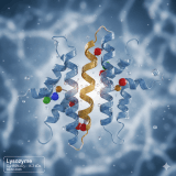 Lysozyme